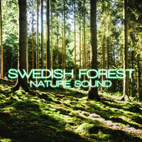 Forest Sound for Sleeping - Swedish Forest Nature Sound & Discovery Forest Soundscapes & Discovery Nature Soundscapes & Sounds Nature & Soothing Nature Sounds & Discovery Soundscapes