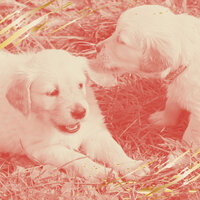 Vivacious Moods for Calming Your Puppy - Relaxing Dog Music Deluxe