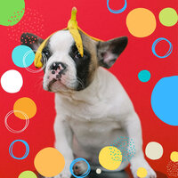 Sparkling Moods for Well Trained Dogs - Dog Music Therapy