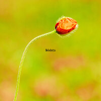 Melodietta - Silentzura