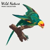 Brook and Exotic Birds Calls - Healing Power Natural Sounds Oasis