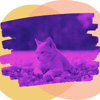 Настроения (Расслабляющие кошки) - Кошачья музыка Радио