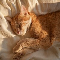 Energía Relajada De Gato - Barba sabia & El relajante para gatos & Estudio de música para gatos