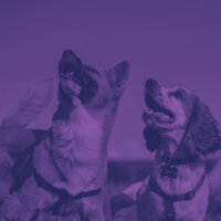 Trio Jazz Soundtrack for Calm Puppies - Dog Music Experience
