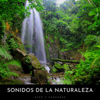 Canto De Aves - Sonidos de Aves & Sonidos de Cascadas & Naturaleza Sonidos