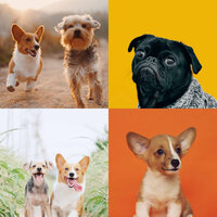 Background for Sweet Dogs - Relaxation Music For Dogs
