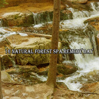 Stroll For Solitude - Sounds Of Nature Relaxation