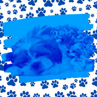 Background for Relaxing Your Dog - Dog Music Zone