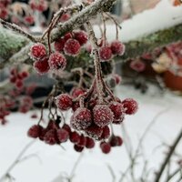 Night Before Christmas - Lazy Tree Records