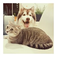 Dry Morning Blues - Sleeping Music For Dogs & Música Relajante para Perros & Music For Cats and Dogs