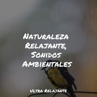 Ecos Calmantes - Musica Relajante Piano Master & Academia de Música para Massagem Relaxamento & Massagem Música