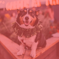 Background for Sleepy Pups - Jazz Music for Dogs