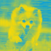Wondrous Bossa Nova - Vibe for Keeping Your Dog Happy - Dog Music Radio