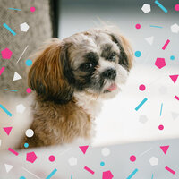 Quartet Jazz Soundtrack for Chill Dogs - Dog Music Therapy