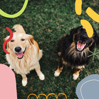 Background for Sleepy Pups - Dog Music Therapy