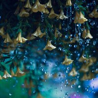 Heavy Rainfall - Sleep Sounds Rainfall