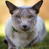Galaxy Slumber - Music for Cats TA & Music for Cats Deluxe & Music for Resting Cats