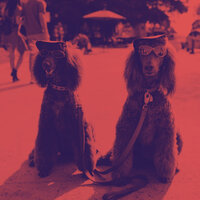 Trio Jazz Soundtrack for Doggies - Dog Music Radio