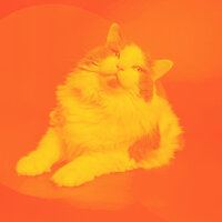 Beautiful Music for Impressions - Calm Cat Music