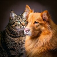Balanced Pet Soundscapes - Mellow Sunday Morning Music & Calming Music For Pets & Music For Pets