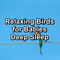 Tropical Birds For Deep Sleep Loopable - Rain Shower Spa & Rain Meditation & Lightning Thunder and Rain Storm