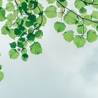 Warming Meadows - Fabricantes De Lluvia & Relajante & Musica Para Meditar