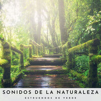 Campamento Por La Tarde - Sonidos de la Naturaleza Relajacion & Música para Dormir Con Relajantes Sonidos de la Naturaleza & Sonidos De La Selva