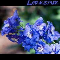 Unexpected Larkspur - Junk