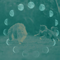 Pulsating Funny Cats - Relax My Cat