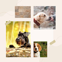 Opulent Moods for Soothing Doggies - Dog Music