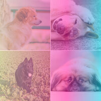 Wondrous Ambience for Keeping Pups Happy - Relax My Dog Music