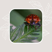 Cuddly (Music) - Instrumental Jazz Música Ambiental