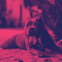 Friendly (Music) - Fine Dog Calming Music