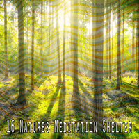 Птицы Песня - Sleep Songs with Nature Sounds
