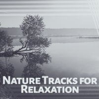 Melody of the Mind - Nature Sounds Relaxation: Music for Sleep, Meditation, Massage Therapy, Spa
