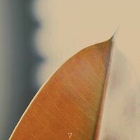 Echoma - Anton Kubikov