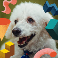 Happening Backdrops for Sleepy Pups - Dog Relaxation Music