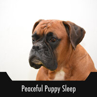 Pup Affection - Calming Doggy Sleep