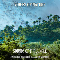 Breeze by the Jungle Beach - Voices of Nature