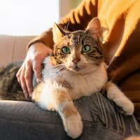 Ritmos Divertidos Y Peludos - León de neón & Música relajante para gatitos & Relajación del gato