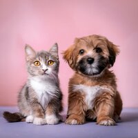 Orquesta Suave Con Capas Para Mascotas - Feliz domingo por la mañana música & Quietud animal & Criaturas tranquilizadas