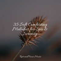 Focused Mood - Asian Zen: Spa Music Meditation & Música para Relaxar Maestro & The White Noise Zen & Meditation Sound Lab