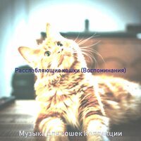 Впечатление (Сонные кошки) - Музыка для кошек Коллекции