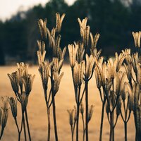 Welness and Mindfulness - Sons da Natureza Relax & Classical Lullabies & White Noise for Deeper Sleep