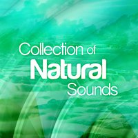 River Stream Water Flowing Ambience - Jay Jay