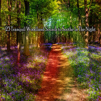 Песня птиц - Природа & Natureza