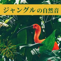 野生の鳥の声 - アマゾンの鳥