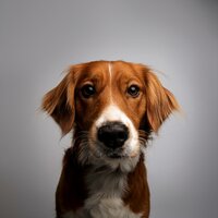 Hip Hop Suave Para El Sueño De Las Mascotas - Cala tranquila & Fan de animales tranquilos & Serenidad para animales soñolientos