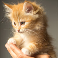 Pure Bliss - Cat Music Therapy & Music for Cats Project & Cat Music Dreams