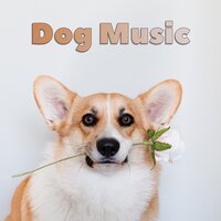 Midnight Call - Music for Leaving Dogs Home Alone & Music for Calming Dogs & Sleepy Dogs